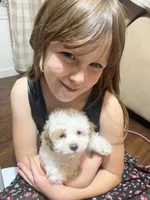 Matlock, a male Poodle - Miniature  for sale in Seymour, MO – Photo 3 of 6