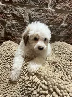 Matlock, a male Poodle - Miniature  for sale in Seymour, MO – Photo 6 of 6