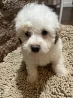 Matlock, a male Poodle - Miniature  for sale in Seymour, MO – Photo 2 of 6