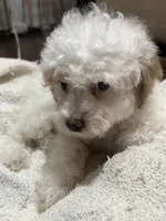 Matlock, a male Poodle - Miniature  for sale in Seymour, MO – Photo 1 of 6