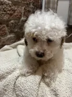 Matlock, a male Poodle - Miniature  for sale in Seymour, MO – Photo 4 of 6