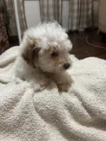 Matlock, a male Poodle - Miniature  for sale in Seymour, MO – Photo 5 of 6