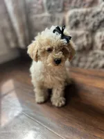 Nougat , a female Poodle - Toy  for sale in Seymour, MO – 2 of 4