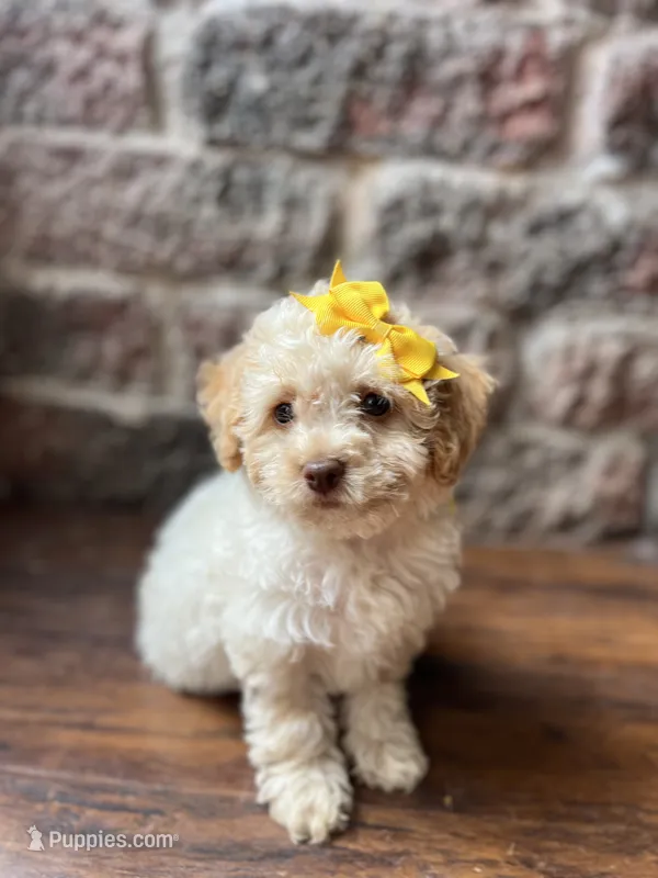 Cotton Candy – Poodle - Toy  puppy for sale in Seymour, MO