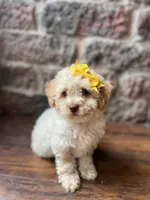 Cotton Candy, a female Poodle - Toy  for sale in Seymour, MO – 1 of 4