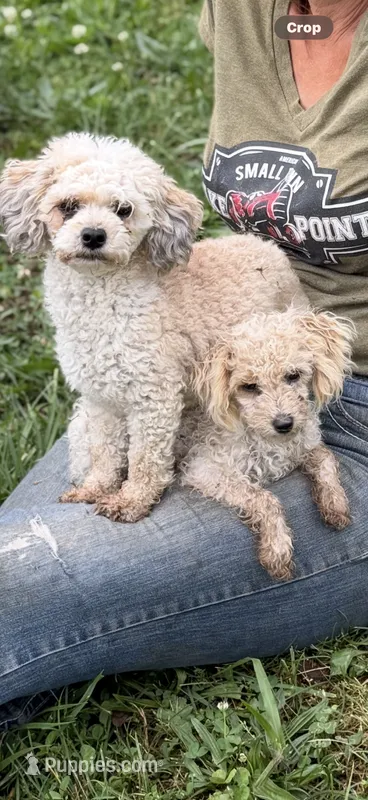 Cupcake – Poodle - Toy  puppy for sale in Seymour, MO