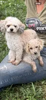 Cupcake, a male Poodle - Toy  for sale in Seymour, MO – 1 of 4