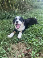 Baby Bowser, a male Australian Shepherd for sale in Seymour, MO – 4 of 10