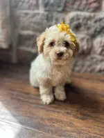 Cotton Candy, a female Poodle - Toy  for sale in Seymour, MO – 4 of 4
