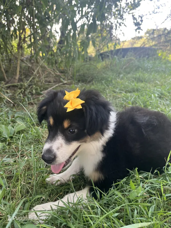 Baby Peach – Australian Shepherd puppy for sale in Seymour, MO