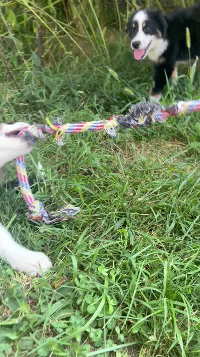 Baby Peach, a female Australian Shepherd for sale in Seymour, MO – 10 of 10