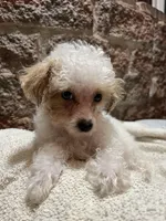 Toffee , a male Poodle - Toy  for sale in Seymour, MO – Photo 6 of 8