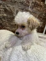 Toffee , a male Poodle - Toy  for sale in Seymour, MO – Photo 5 of 8