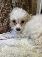 Toffee , a male Poodle - Toy  for sale in Seymour, MO – Photo 7 of 8