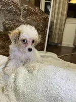 Toffee , a male Poodle - Toy  for sale in Seymour, MO – Photo 8 of 8