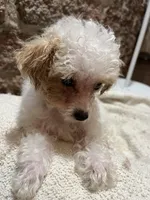 Toffee , a male Poodle - Toy  for sale in Seymour, MO – Photo 1 of 8