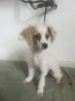 Toffee , a male Poodle - Toy  for sale in Seymour, MO – Photo 2 of 2