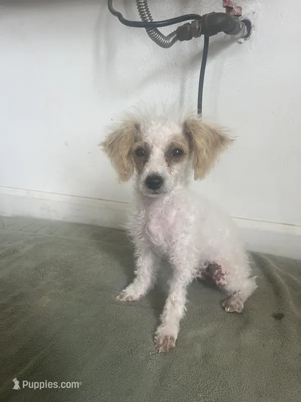 Toffee  – Poodle - Toy  puppy for sale in Seymour, MO