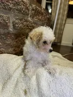 Toffee , a male Poodle - Toy  for sale in Seymour, MO – Photo 2 of 8