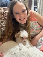 Toffee , a male Poodle - Toy  for sale in Seymour, MO – Photo 3 of 8