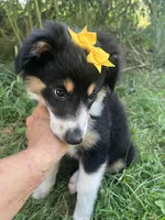 Baby Peach, a female Australian Shepherd for sale in Seymour, MO – 2 of 10