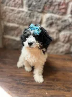 Licorice , a female Poodle - Toy  for sale in Seymour, MO – 1 of 3