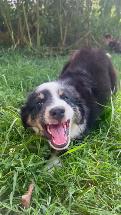 Baby Bowser, a male Australian Shepherd for sale in Seymour, MO – 10 of 10