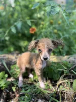 Jake, a male Pomeranian and Poodle - Toy  for sale in Seymour, MO – 3 of 5