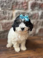 Licorice , a female Poodle - Toy  for sale in Seymour, MO – 2 of 3
