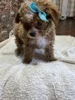 Peanut, a female Poodle - Toy  for sale in Seymour, MO – Photo 6 of 7