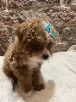 Peanut, a female Poodle - Toy  for sale in Seymour, MO – Photo 3 of 7