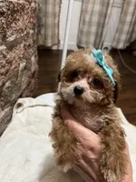 Peanut, a female Poodle - Toy  for sale in Seymour, MO – Photo 1 of 7