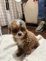 Peanut, a female Poodle - Toy  for sale in Seymour, MO – Photo 2 of 7