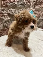 Peanut, a female Poodle - Toy  for sale in Seymour, MO – Photo 4 of 7