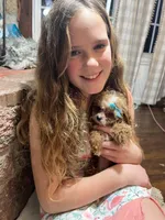 Peanut, a female Poodle - Toy  for sale in Seymour, MO – Photo 5 of 7