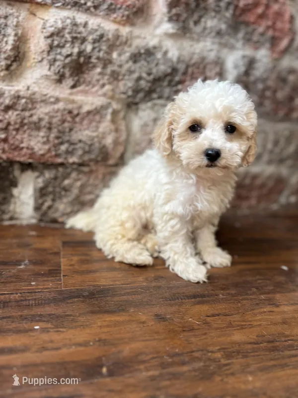 Marshmallow – Poodle - Toy  puppy for sale in Seymour, MO