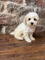 Marshmallow, a male Poodle - Toy  for sale in Seymour, MO – 1 of 1
