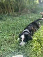 Baby Bowser, a male Australian Shepherd for sale in Seymour, MO – 6 of 10