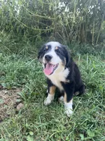 Baby Bowser, a male Australian Shepherd for sale in Seymour, MO – 9 of 10