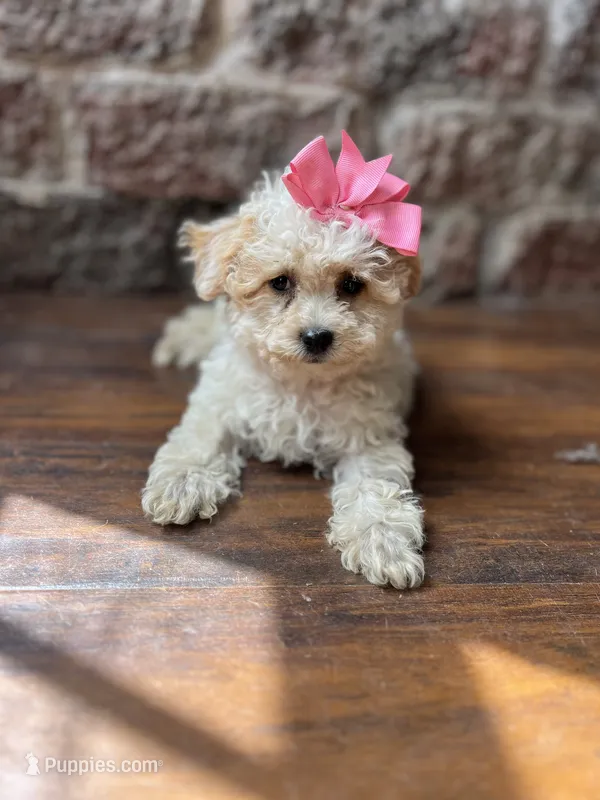 Jelly Bean  – Poodle - Toy  puppy for sale in Seymour, MO