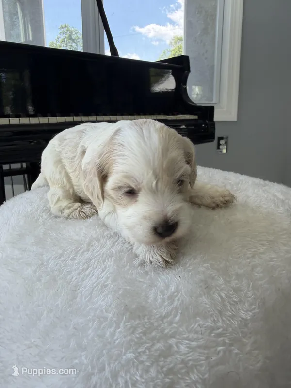 Fortune – Cockapoo, English Cocker Spaniel puppy for sale in Baltimore, MD