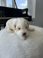 Fortune, a  Cockapoo and English Cocker Spaniel for sale in Baltimore, MD – Photo 1 of 5