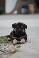 Ella, a female German Shepherd Dog for sale in Palo Alto, CA – 1 of 6