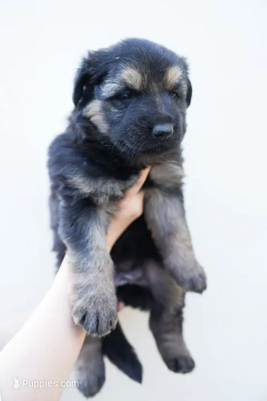 Cora – German Shepherd Dog puppy for sale in Palo Alto, CA