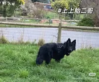 Domnica, a female German Shepherd Dog for sale in Palo Alto, CA – 3 of 3