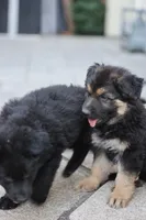 Ella, a female German Shepherd Dog for sale in Palo Alto, CA – 3 of 6