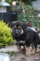 Ella, a female German Shepherd Dog for sale in Palo Alto, CA – 2 of 6
