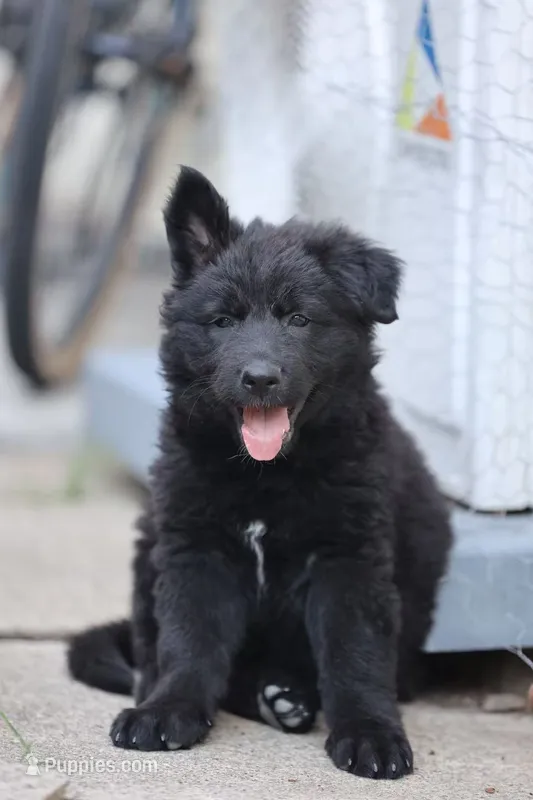Domnica – German Shepherd Dog puppy for sale in Palo Alto, CA