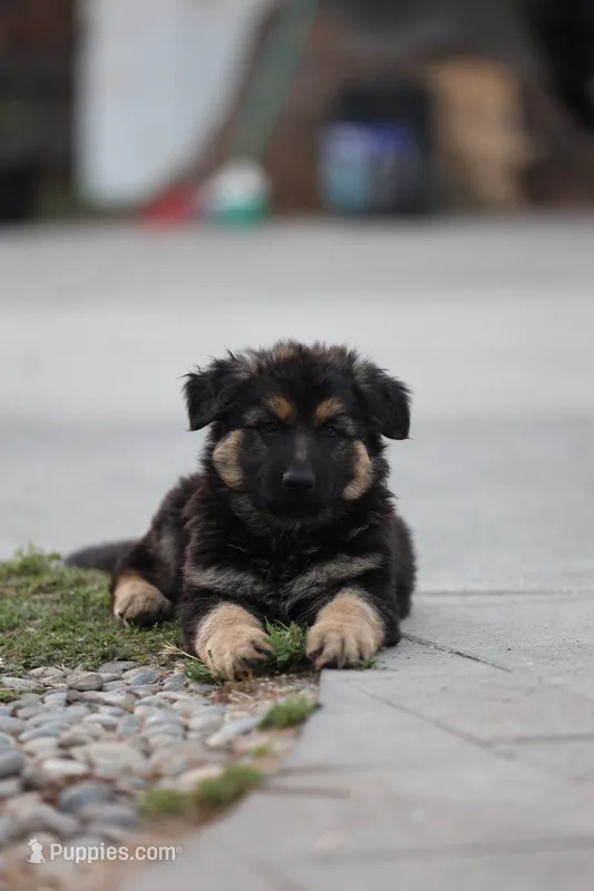 Cora – German Shepherd Dog puppy for sale in Palo Alto, CA