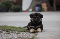 Ella, a female German Shepherd Dog for sale in Palo Alto, CA – 5 of 6